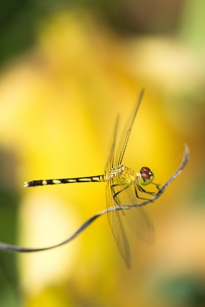 绿蜻蜓栖息在棕茎上的选择性聚焦摄影